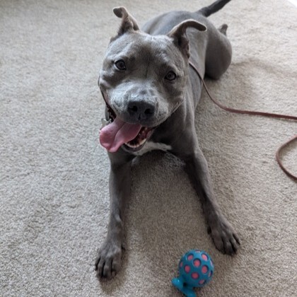 Lulu