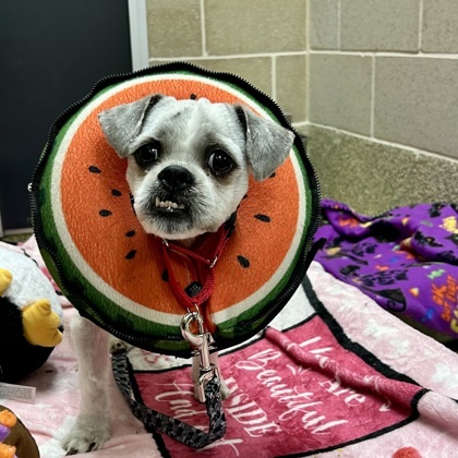 Melon