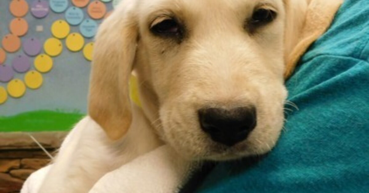 Midnight Rose | Humane Society of Huron Valley