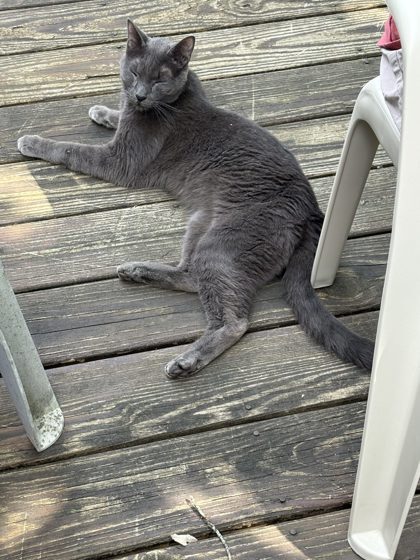 Cat 61448798