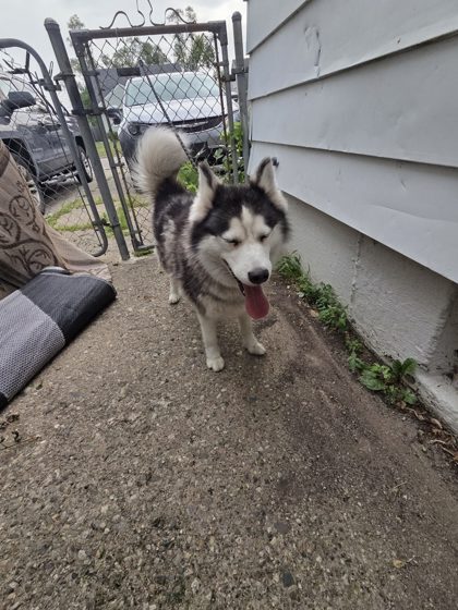 Dog 61449604