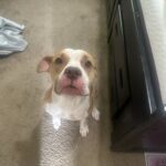 Dog 61453783