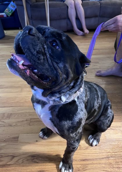 Dog 61524092
