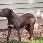 Dog 61659333