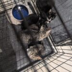 Cat 61680818