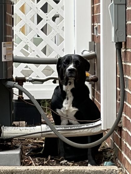 Dog 61704494