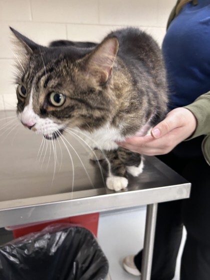 Cat 61709012