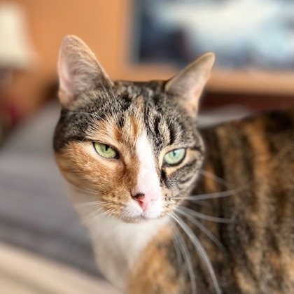 Cat 61492062