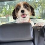Dog 61591908