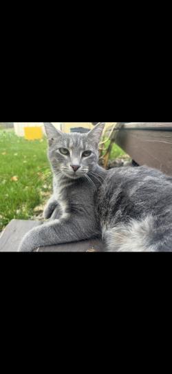 Cat 61626106