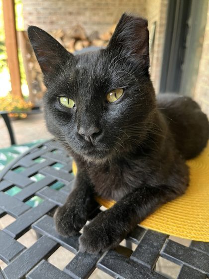 Cat 61675907
