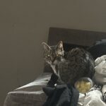 Cat 61770823