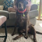 Dog 61787952