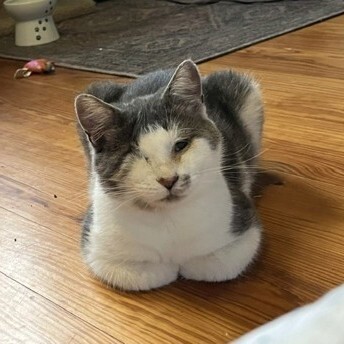 JJ