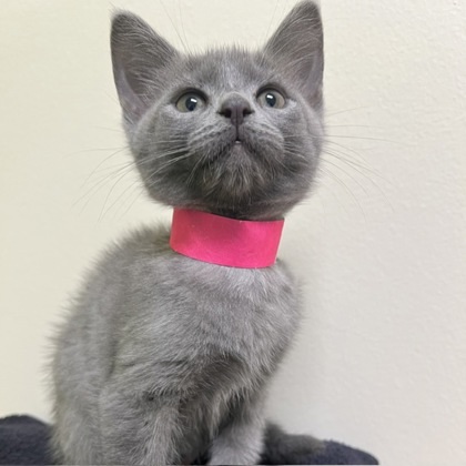 Timid Cat Position Blinky | Humane Society of Huron Valley