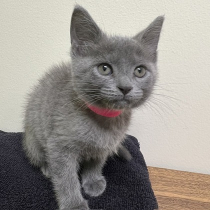 Timid Cat Position Blinky | Humane Society of Huron Valley