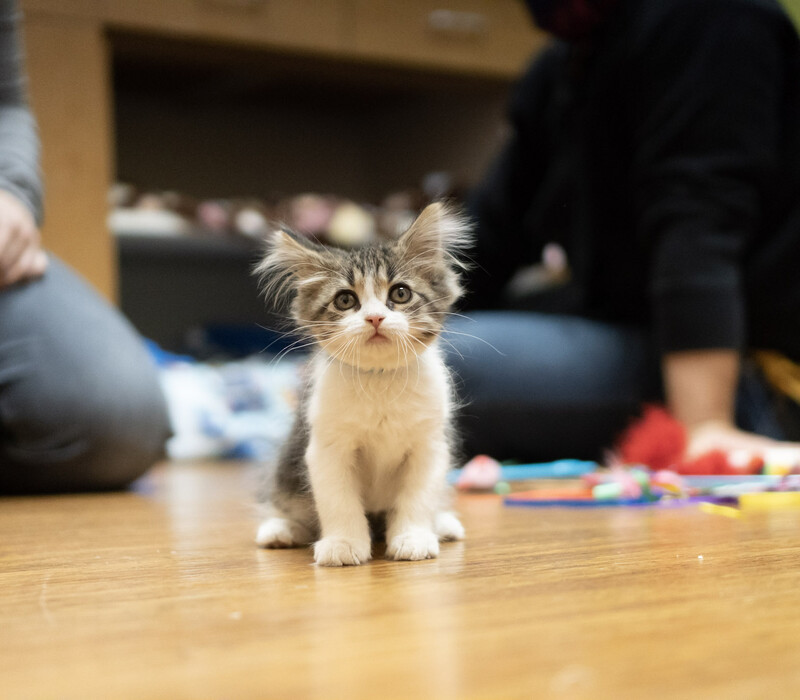 What to know about your new cat