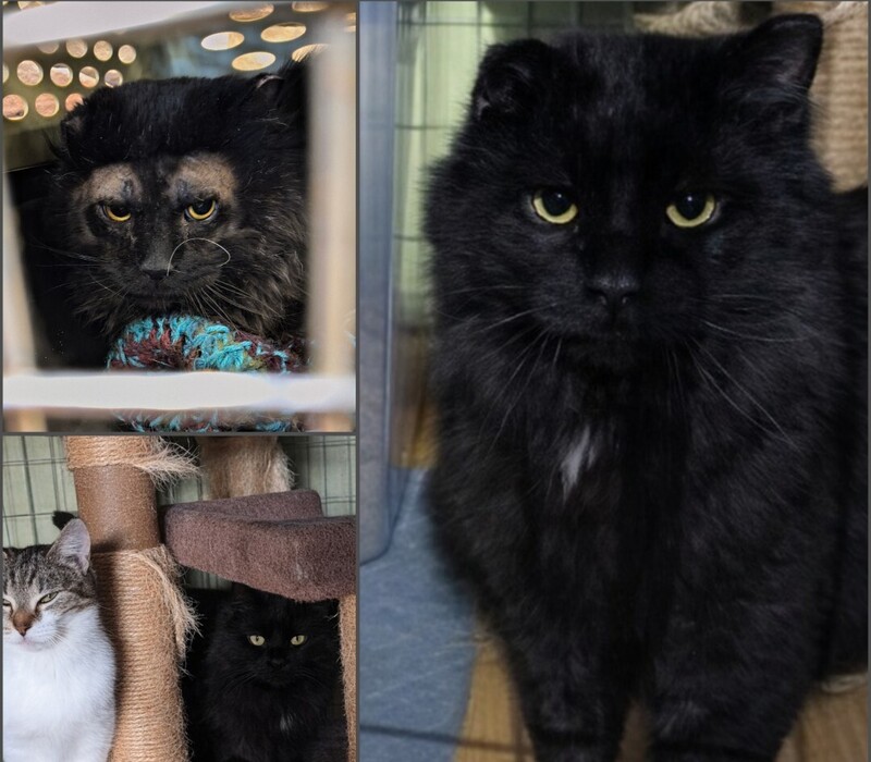 From “Leave Me Alone” to “Pet Me Now”