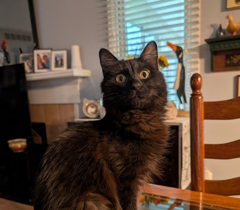 Best Kitty Ever!