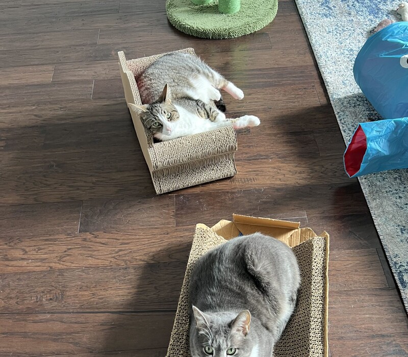 Adding a Second Cat is Twice the Smiles!