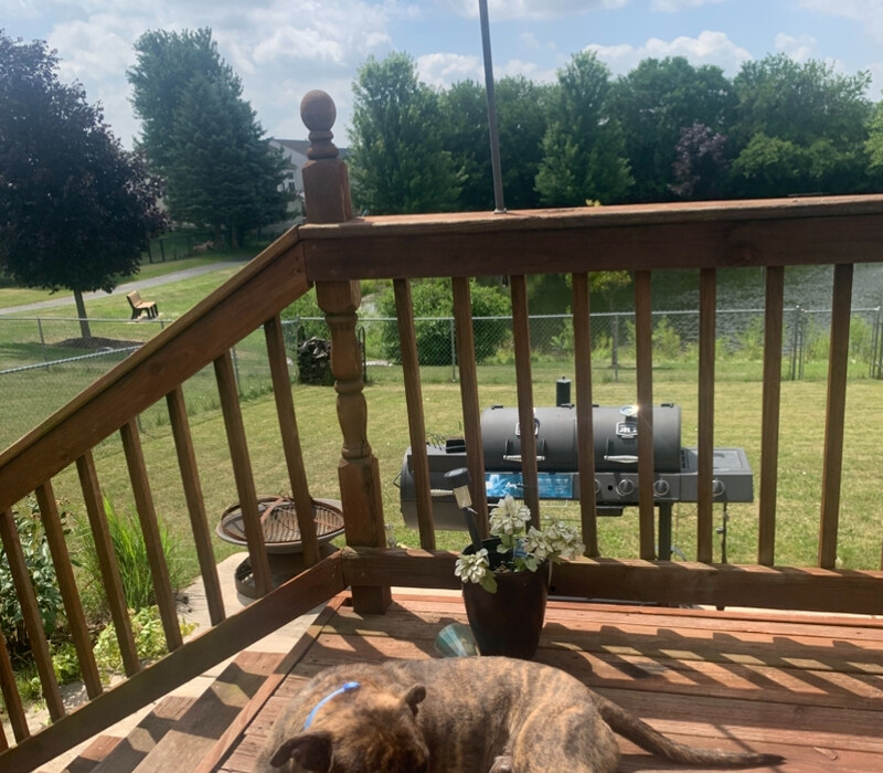Enzo finds forever Family Home