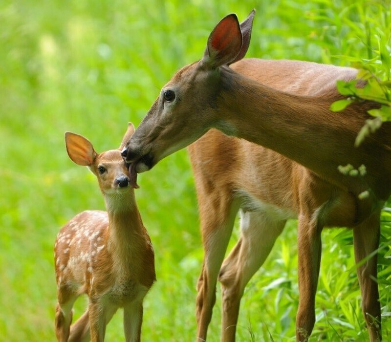 Wildlife-friendly homes Kickoff