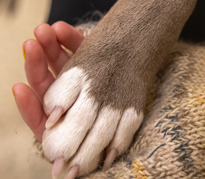 How to talk with children about pet loss