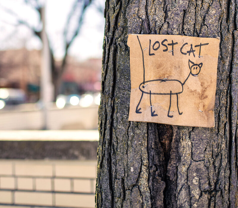 Tips to find your lost pet