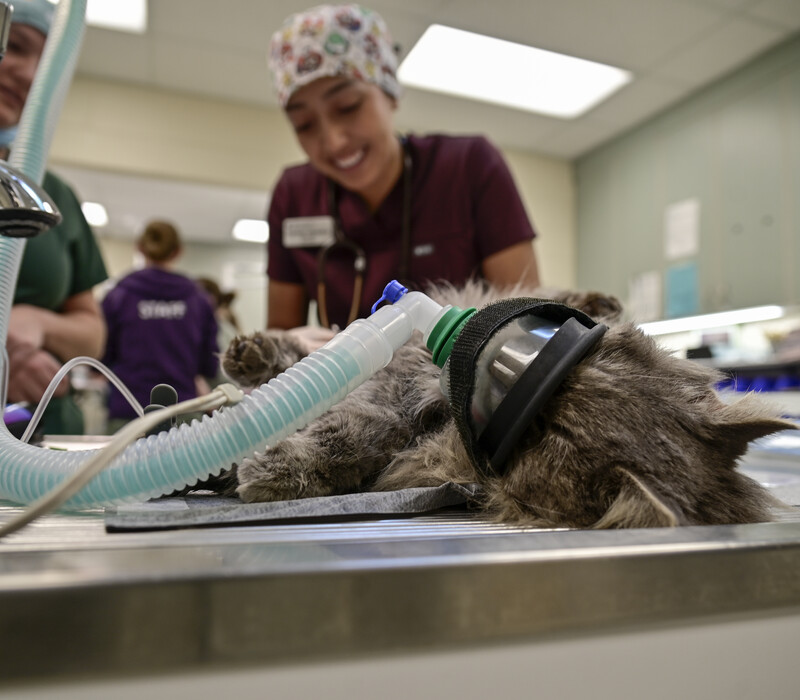 Top 10 reasons to spay or neuter your pet