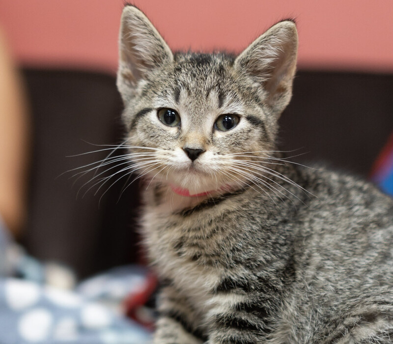 Spay/Neuter Preparation and Check-in Instructions