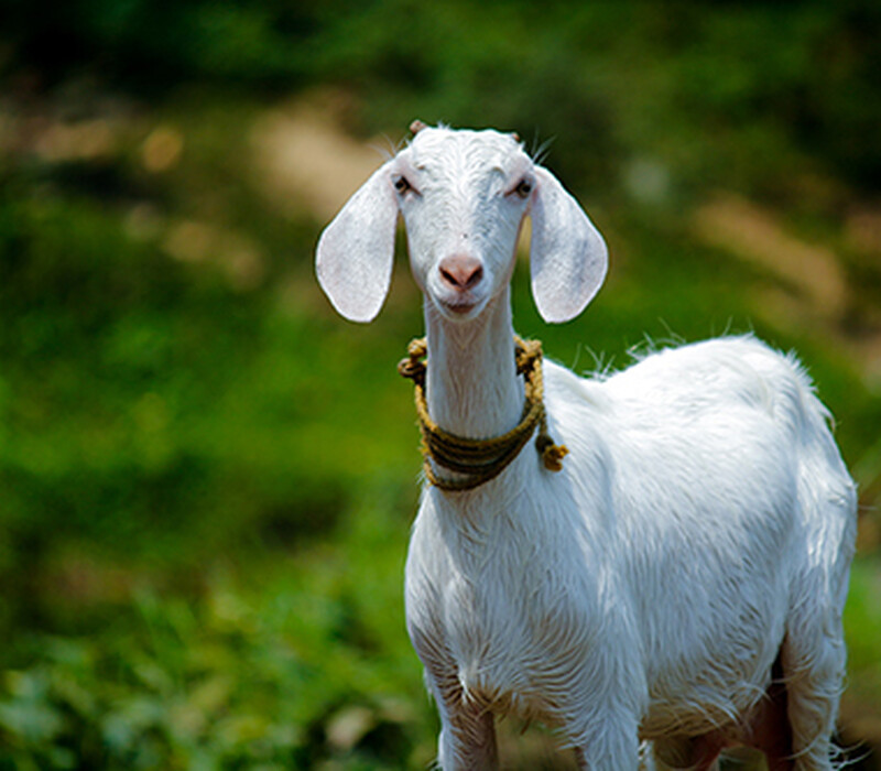 Before doing yoga with goats (or puppies or kittens...)