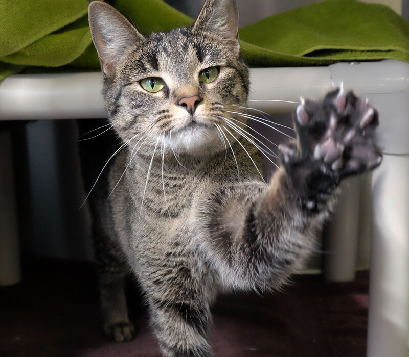 Trimming Cat Claws