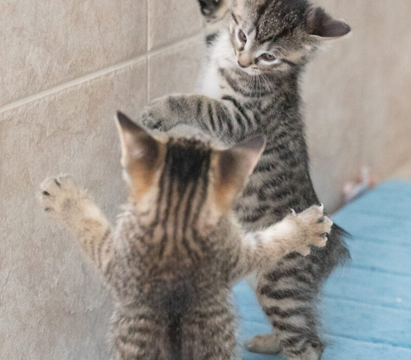 Did I adopt a kitten... or a T-Rex?