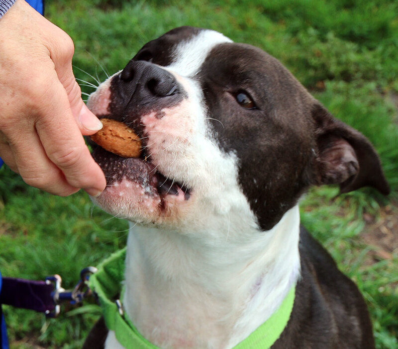 Treat Tosses, Sniff Hunts, Hand Delivers: Speaking Your Dog’s Reward Language