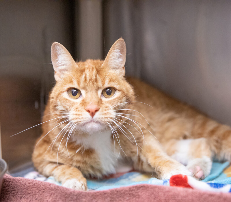 Our aging cats: What to know meow