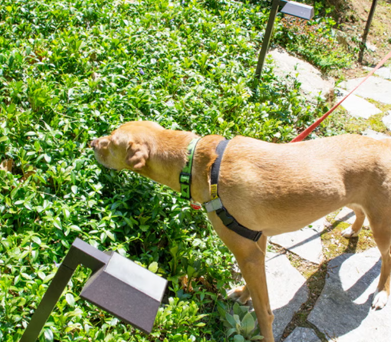 Keeping your dog entertained on a budget