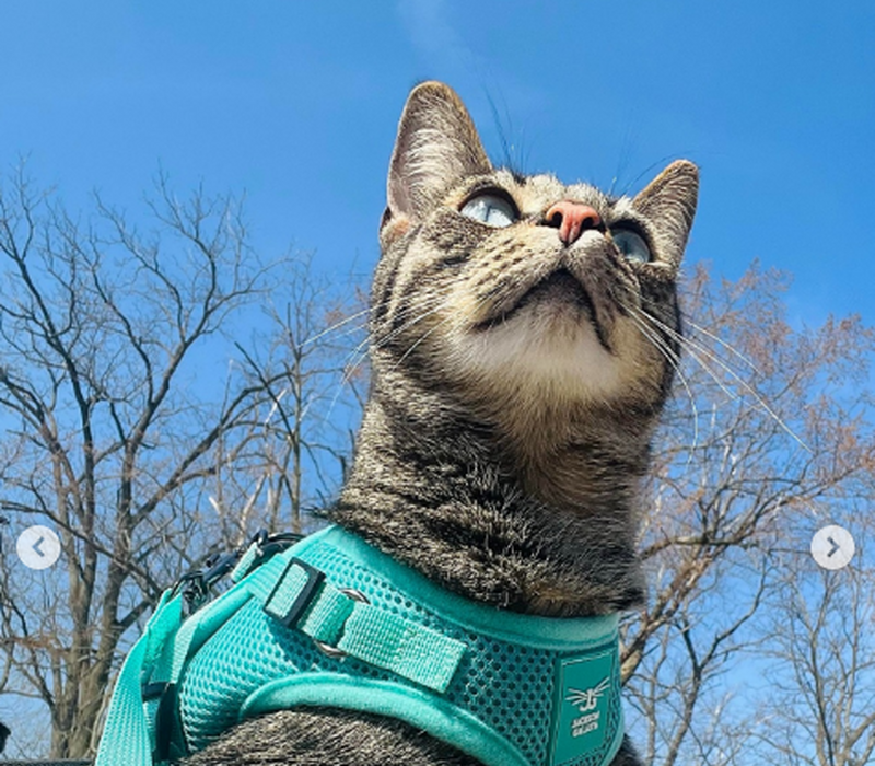 Harness-training your cat