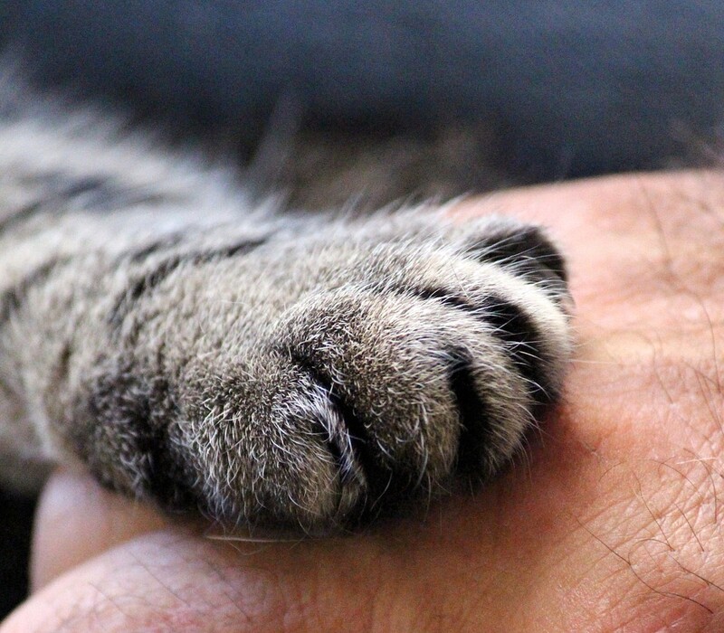 Pet Loss Grief Support Group
