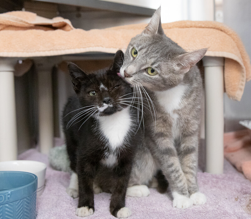 4 things to consider before adopting a 2nd (or 3rd...) cat!