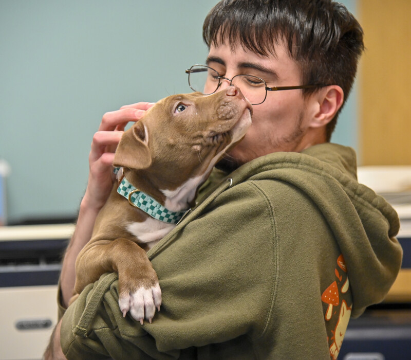 Four Puppies HSHV’s First to Benefit from Michigan’s New Animal Forfeiture Law