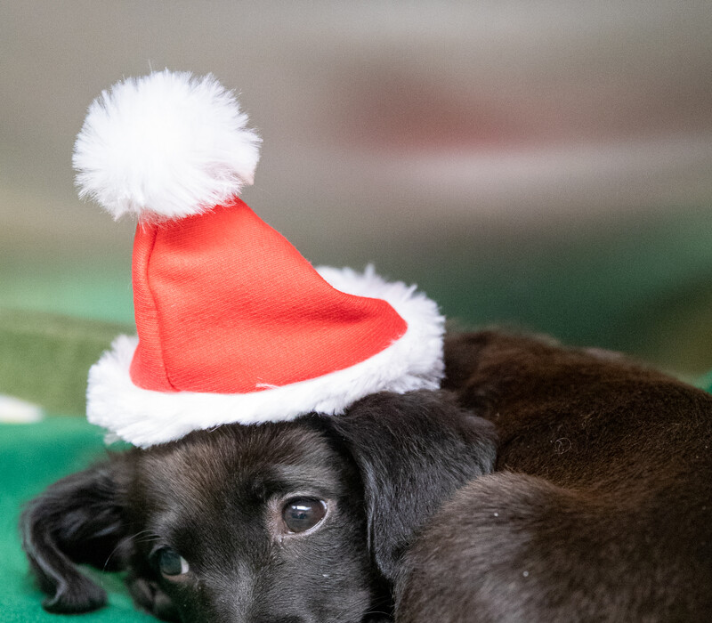 Closed Christmas