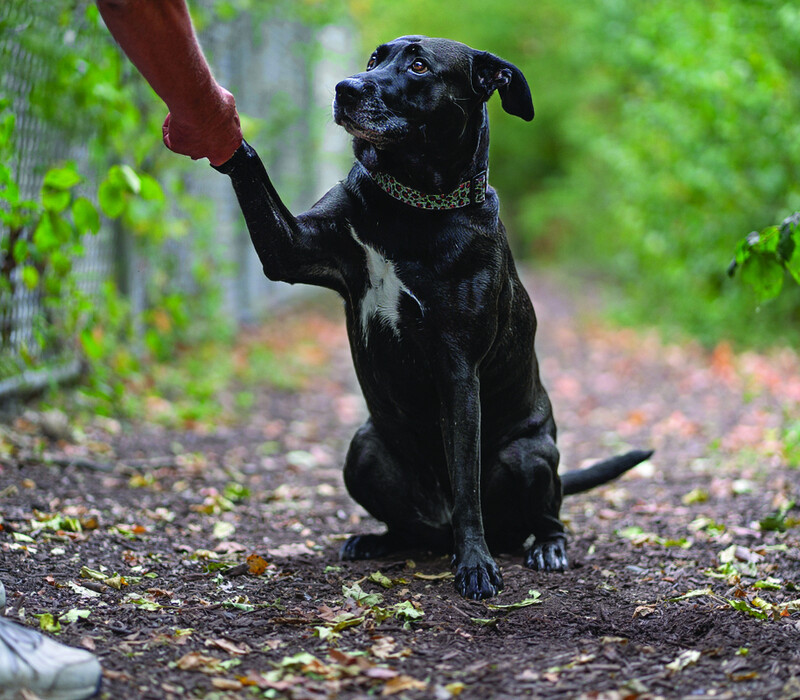 What to know about your new dog