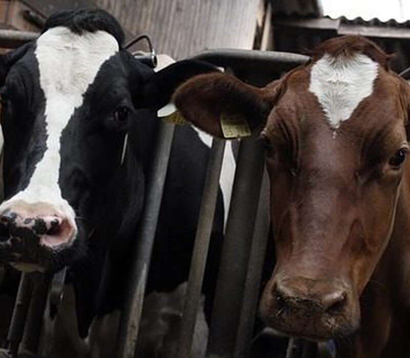 End Factory Farming.