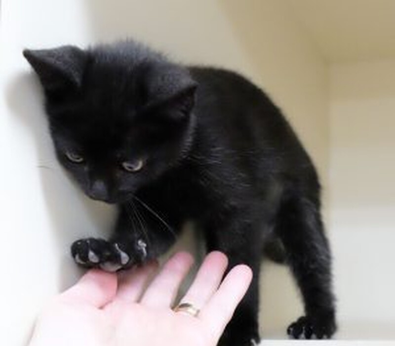 Get Michigan to Ban Declawing.