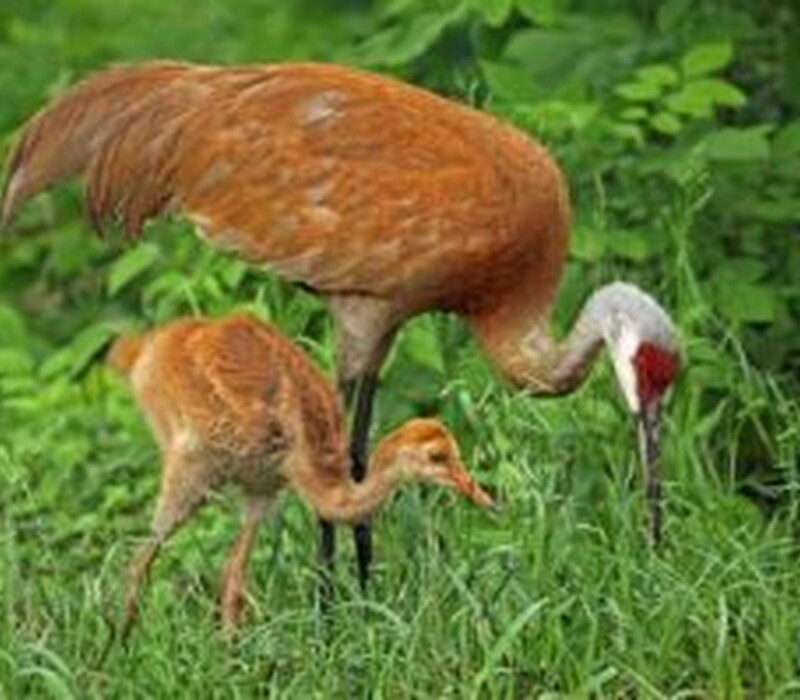Keep Sandhill Cranes protected.