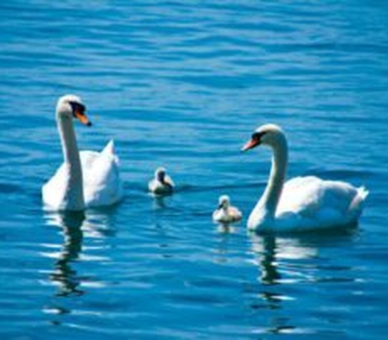 Save the swans.