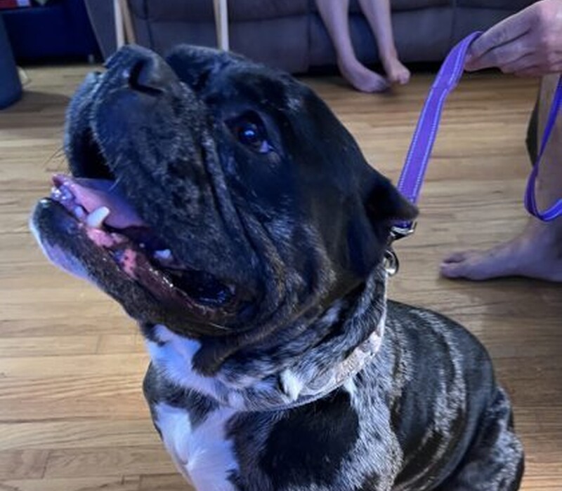 Dog 61524092