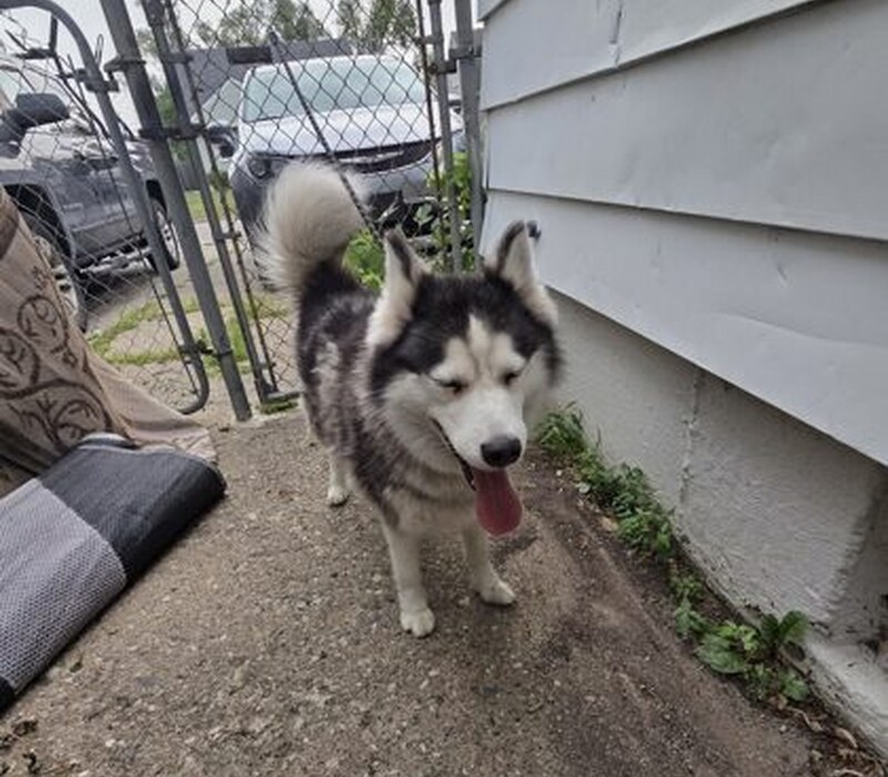 Dog 61449604