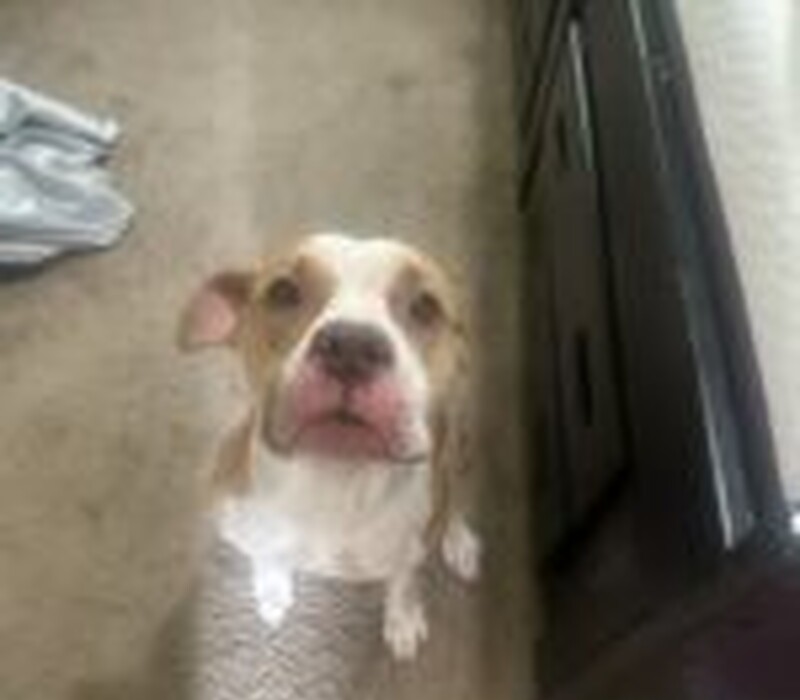 Dog 61453783