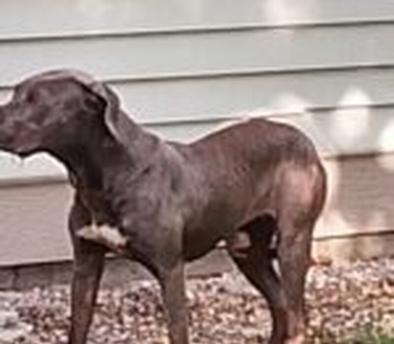 Dog 61659333